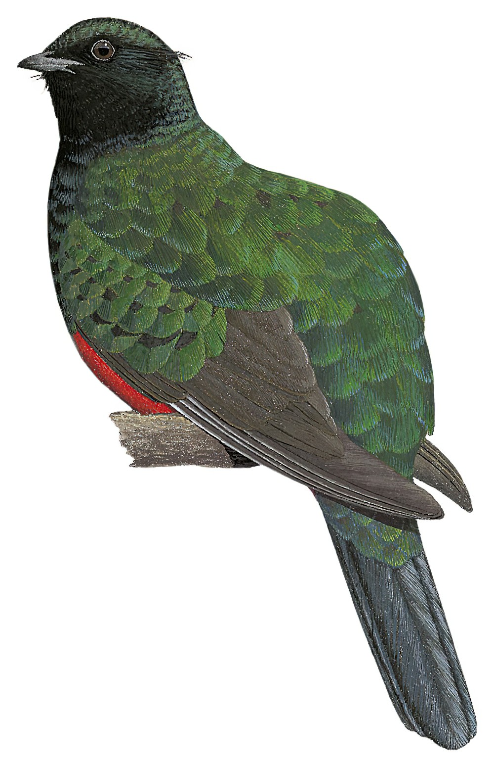 Eared Quetzal / Euptilotis neoxenus