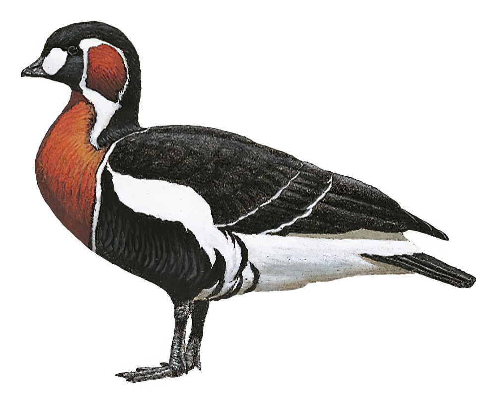 Red-breasted Goose / Branta ruficollis