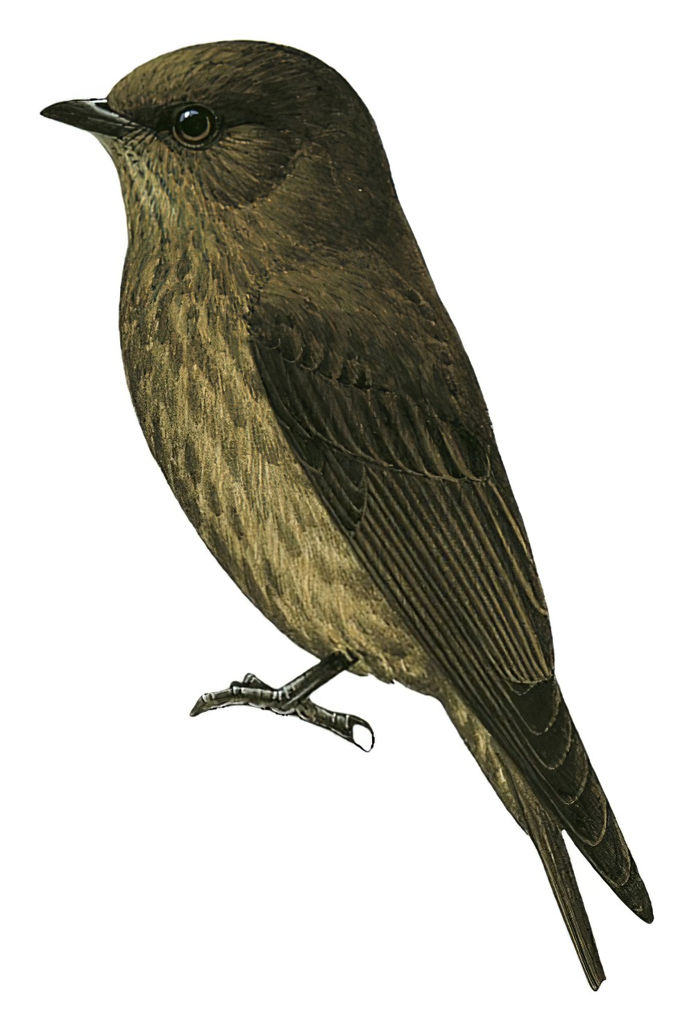 Sooty Flycatcher / Bradornis fuliginosus