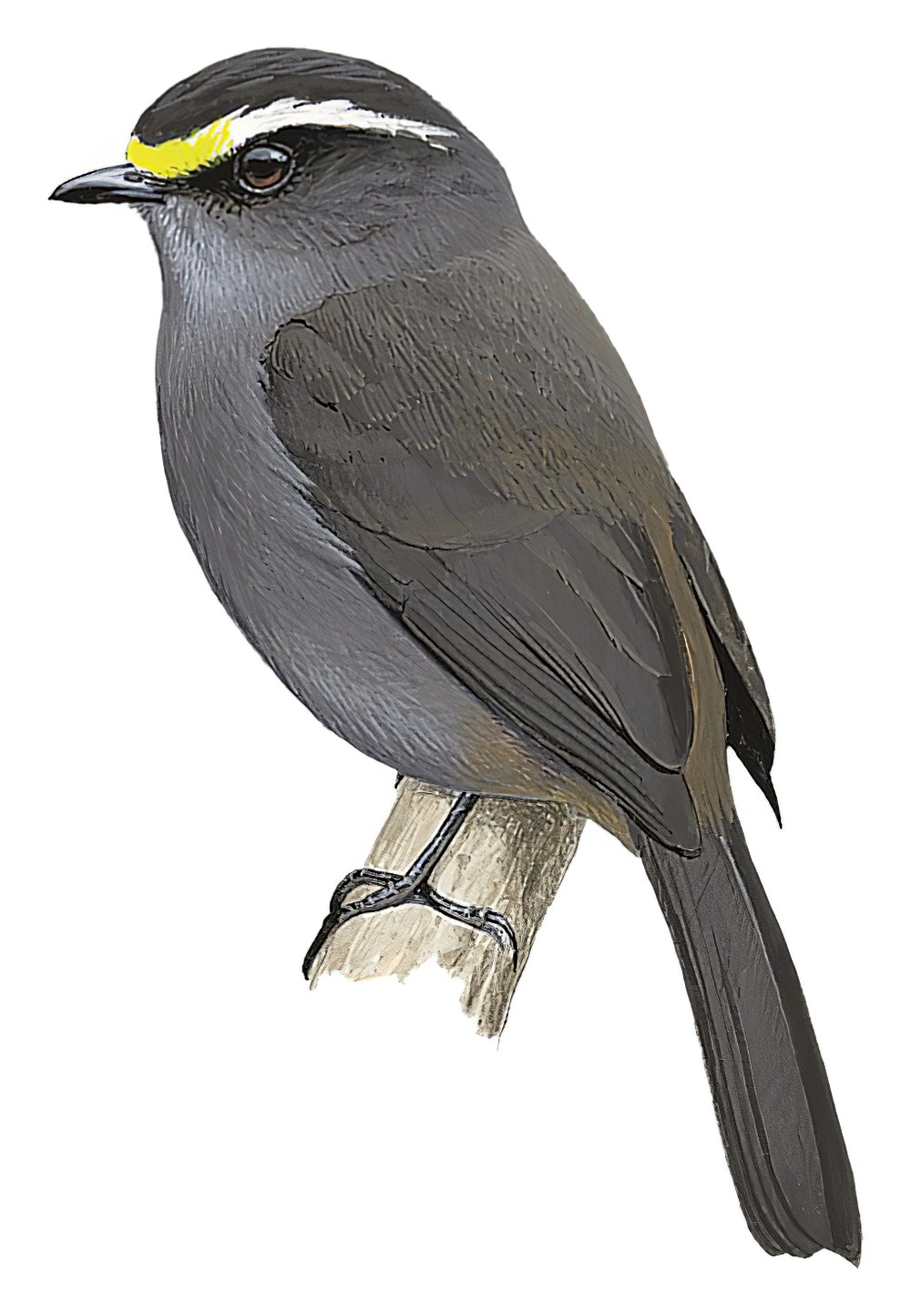 Crowned Chat-Tyrant / Ochthoeca frontalis