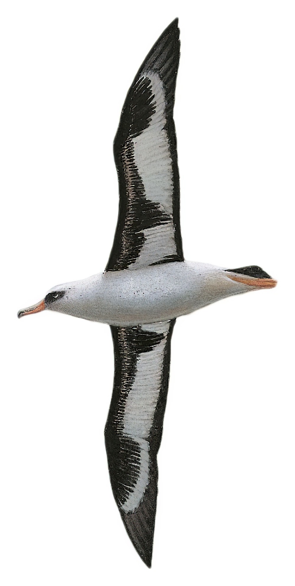 Laysan Albatross / Phoebastria immutabilis