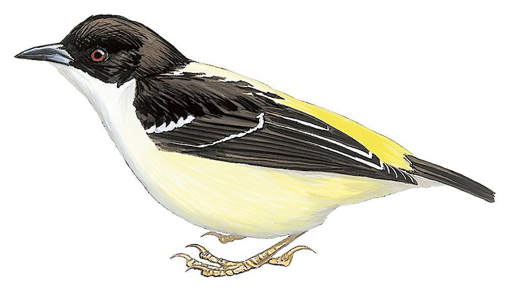 Bar-winged Weaver / Ploceus angolensis