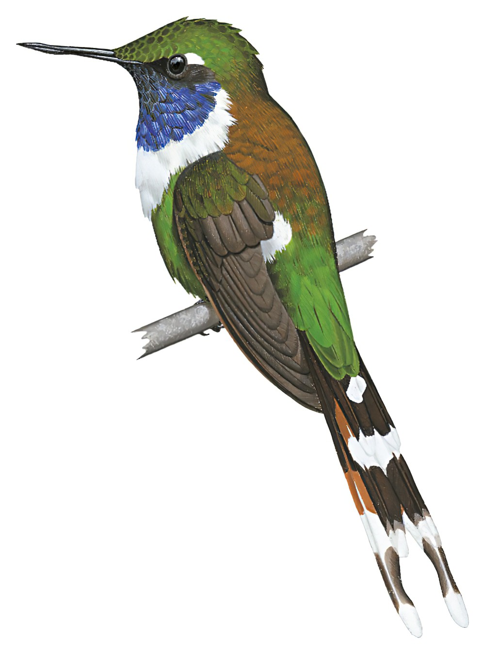 Sparkling-tailed Hummingbird / Tilmatura dupontii