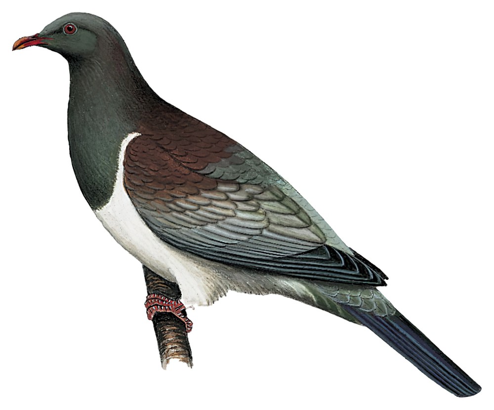 Chatham Island Pigeon / Hemiphaga chathamensis