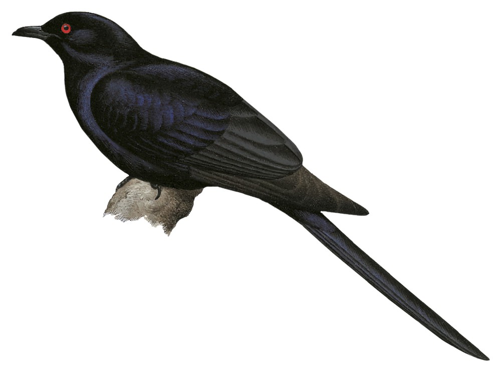 Black-billed Koel / Eudynamys melanorhynchus