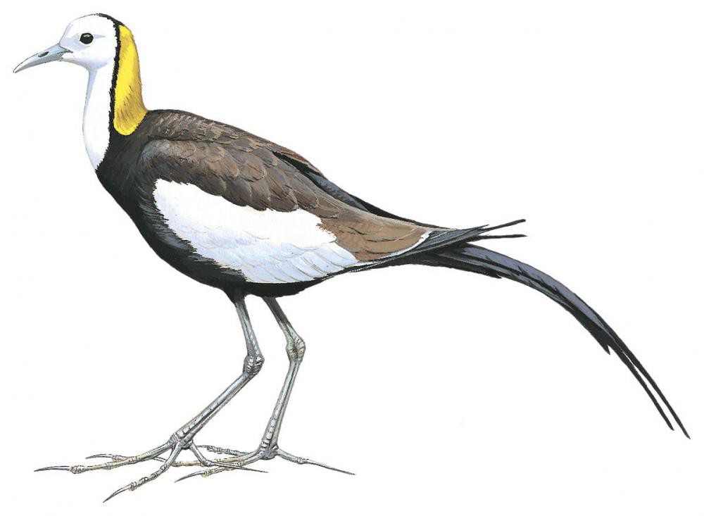 Pheasant-tailed Jacana / Hydrophasianus chirurgus