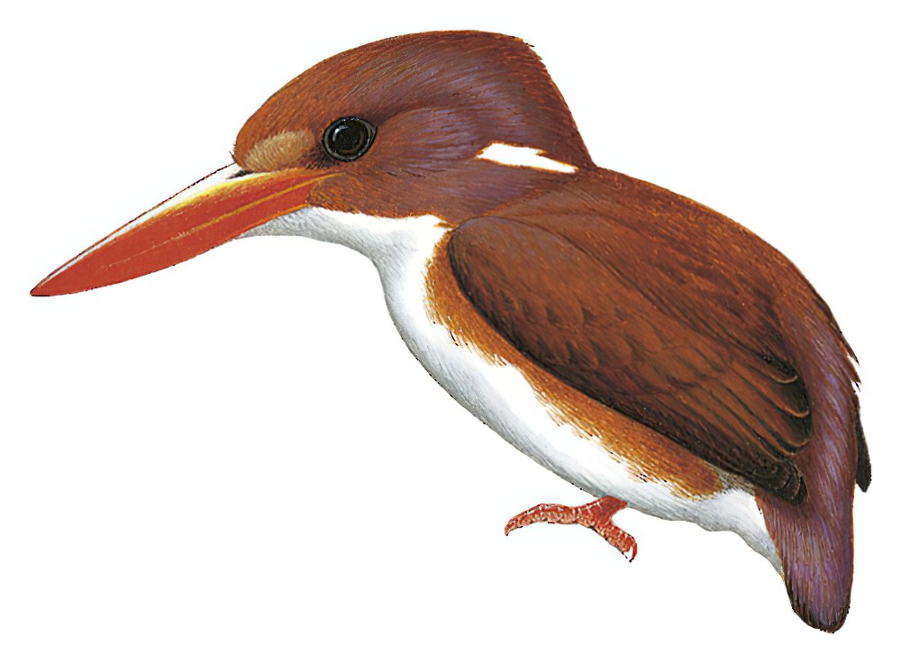 Madagascar Pygmy-Kingfisher / Corythornis madagascariensis