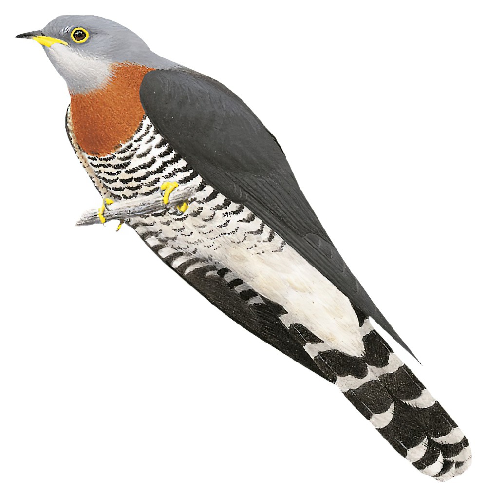 Red-chested Cuckoo / Cuculus solitarius