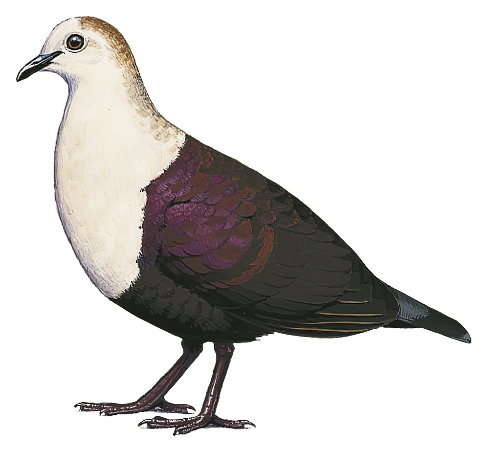 White-throated Ground Dove / Alopecoenas xanthonurus