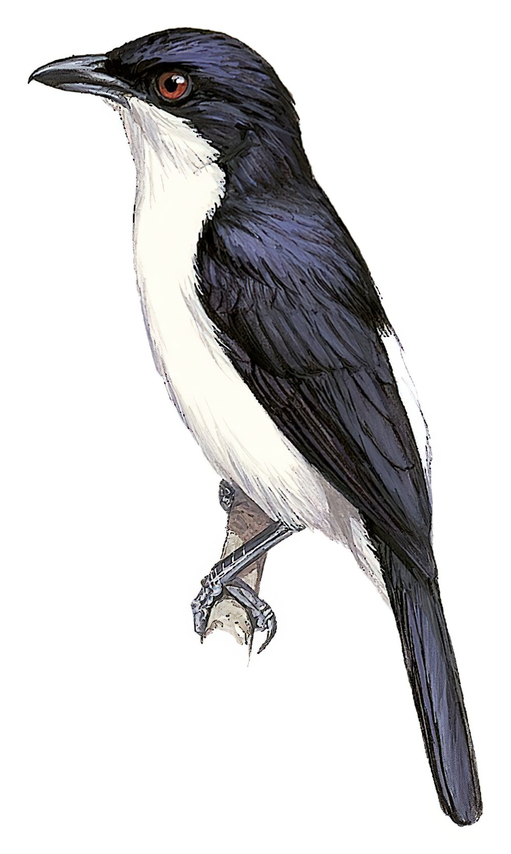 Red-eyed Puffback / Dryoscopus senegalensis