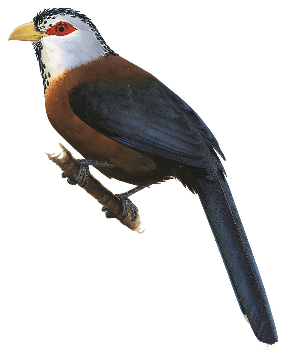 Scale-feathered Malkoha / Dasylophus cumingi