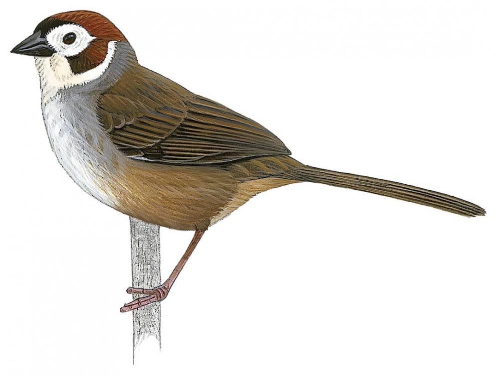 White-faced Ground-Sparrow / Melozone biarcuata