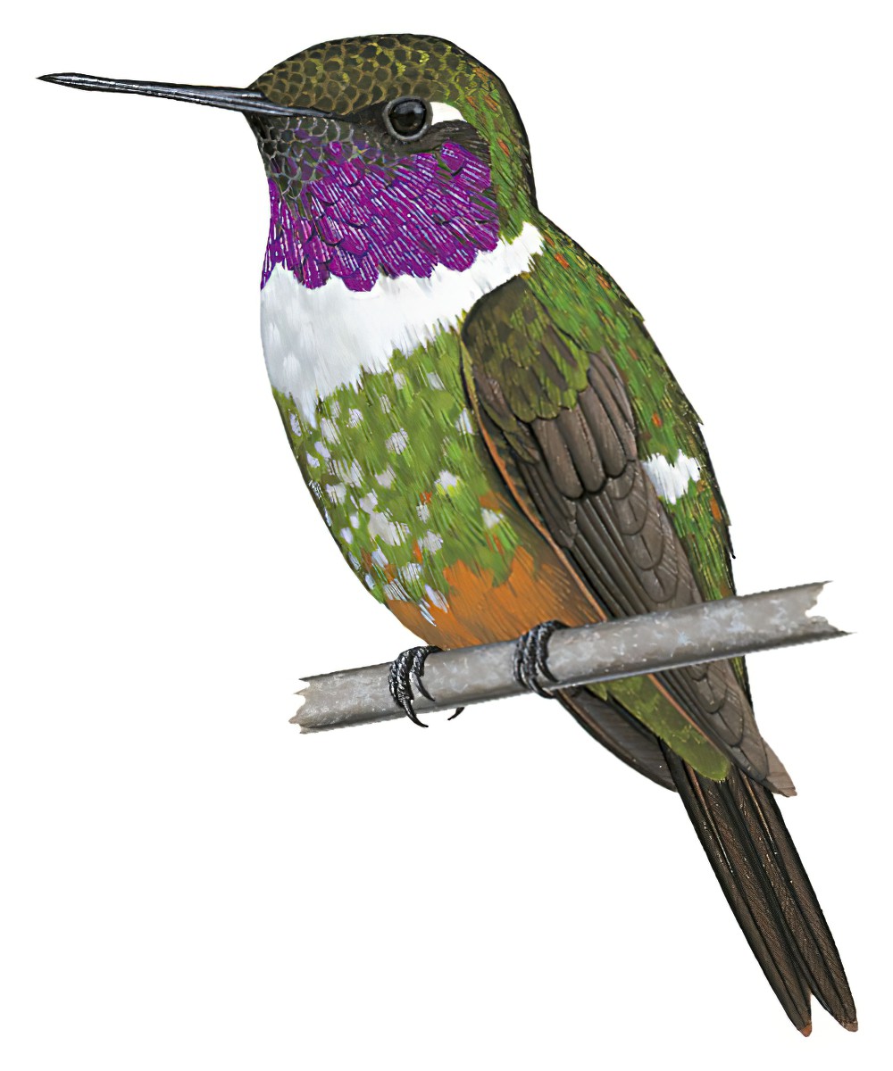 Purple-throated Woodstar / Philodice mitchellii