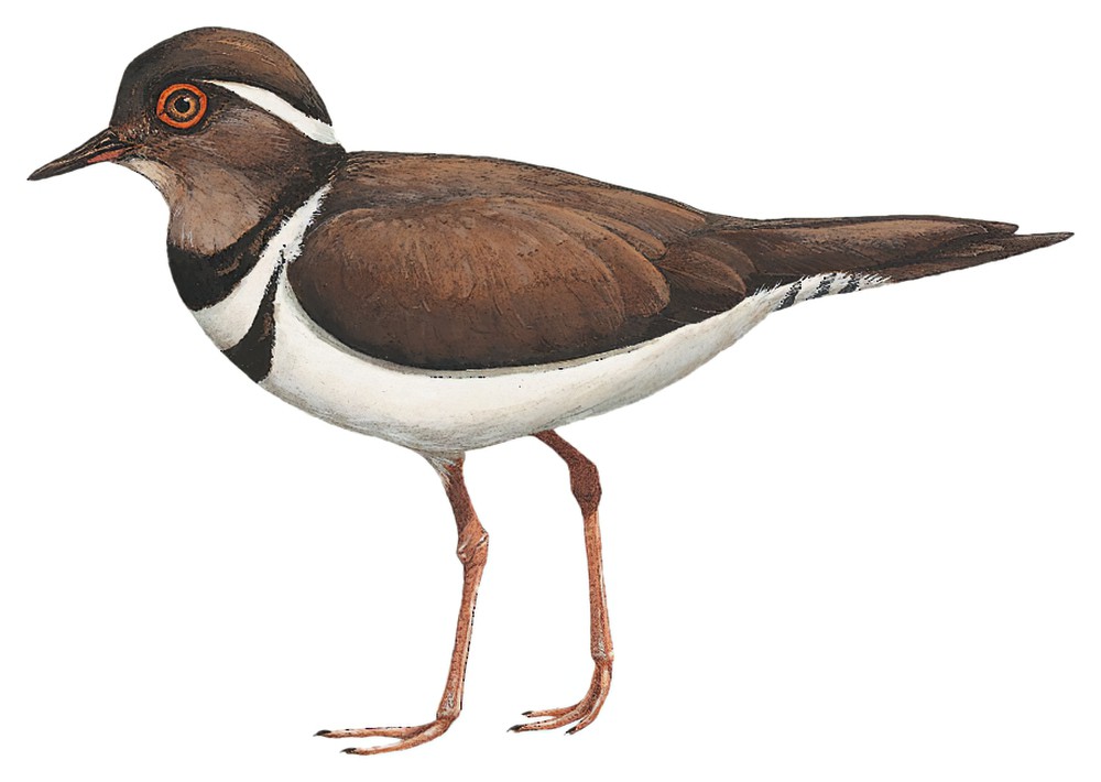 Forbes\'s Plover / Charadrius forbesi