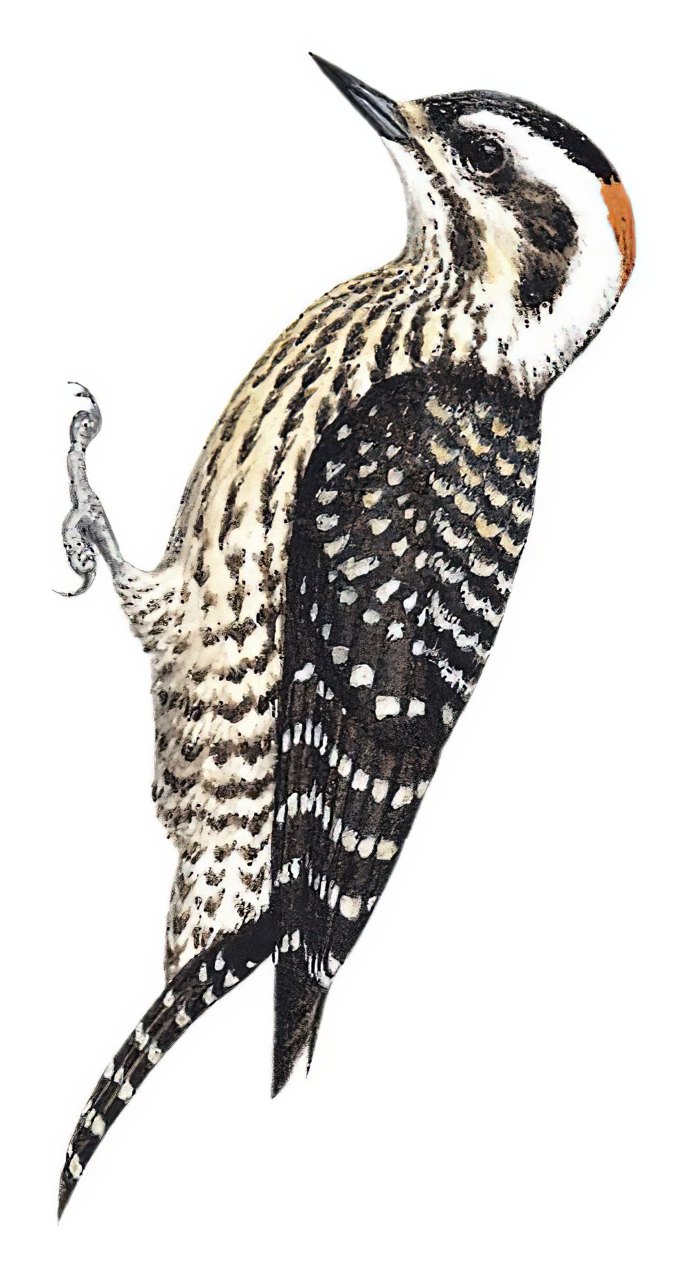 Striped Woodpecker / Dryobates lignarius