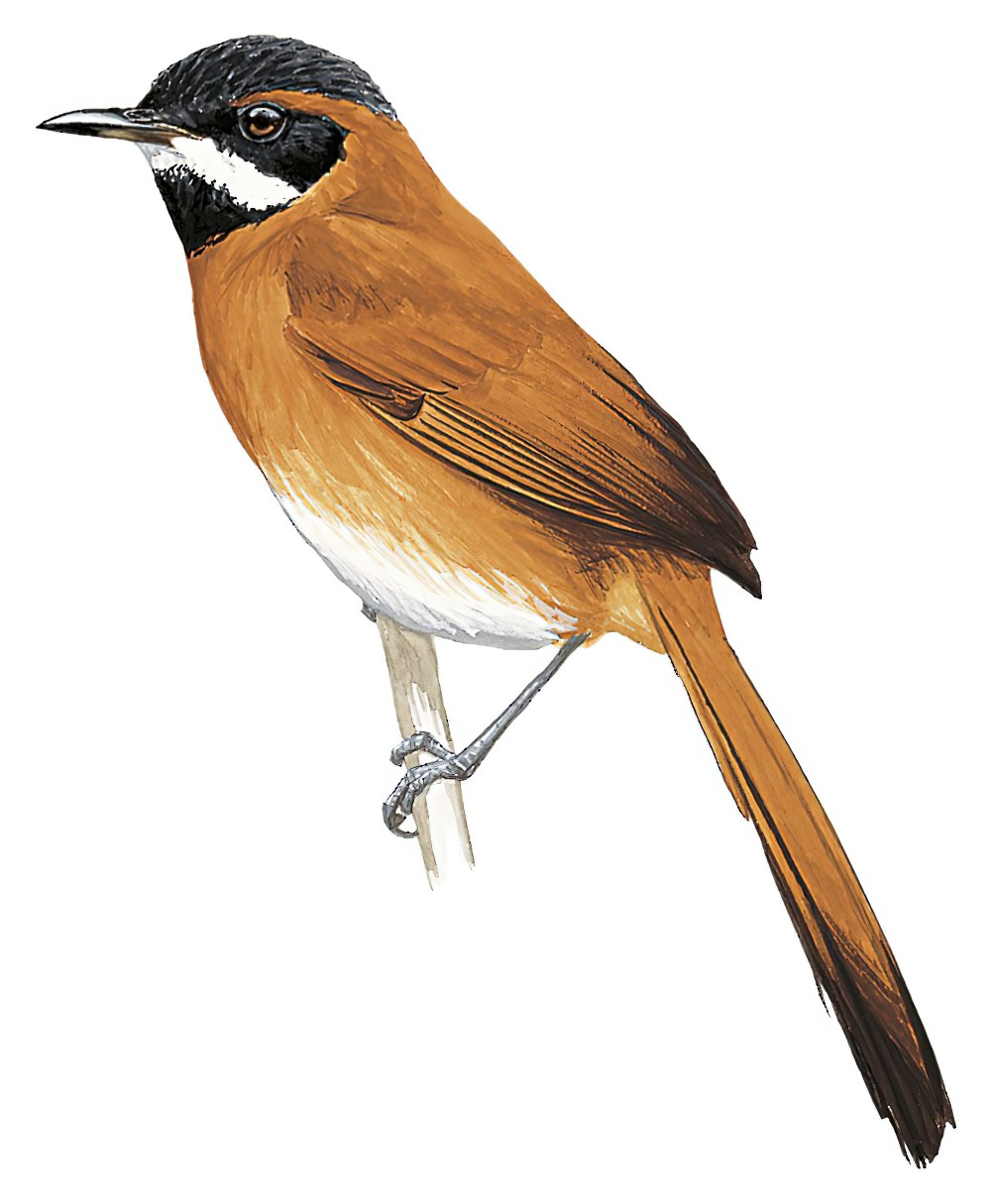 White-whiskered Spinetail / Synallaxis candei