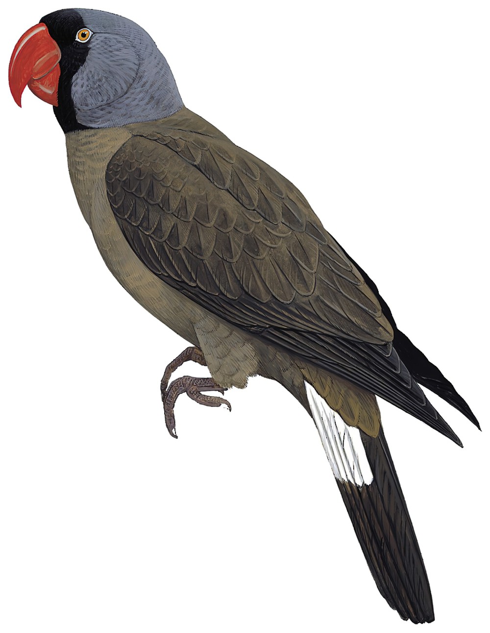 Mascarene Parrot / Mascarinus mascarin