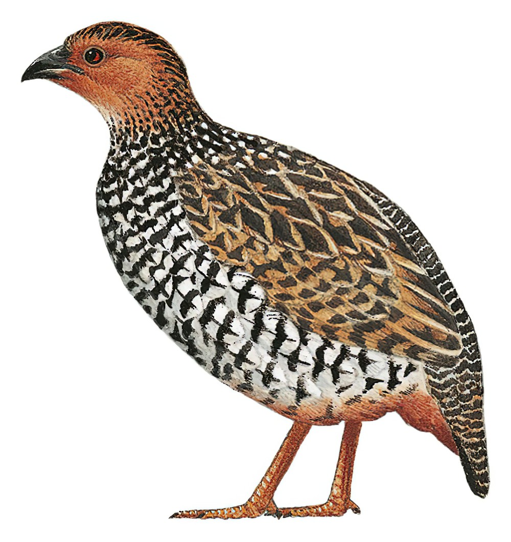 Painted Francolin / Francolinus pictus