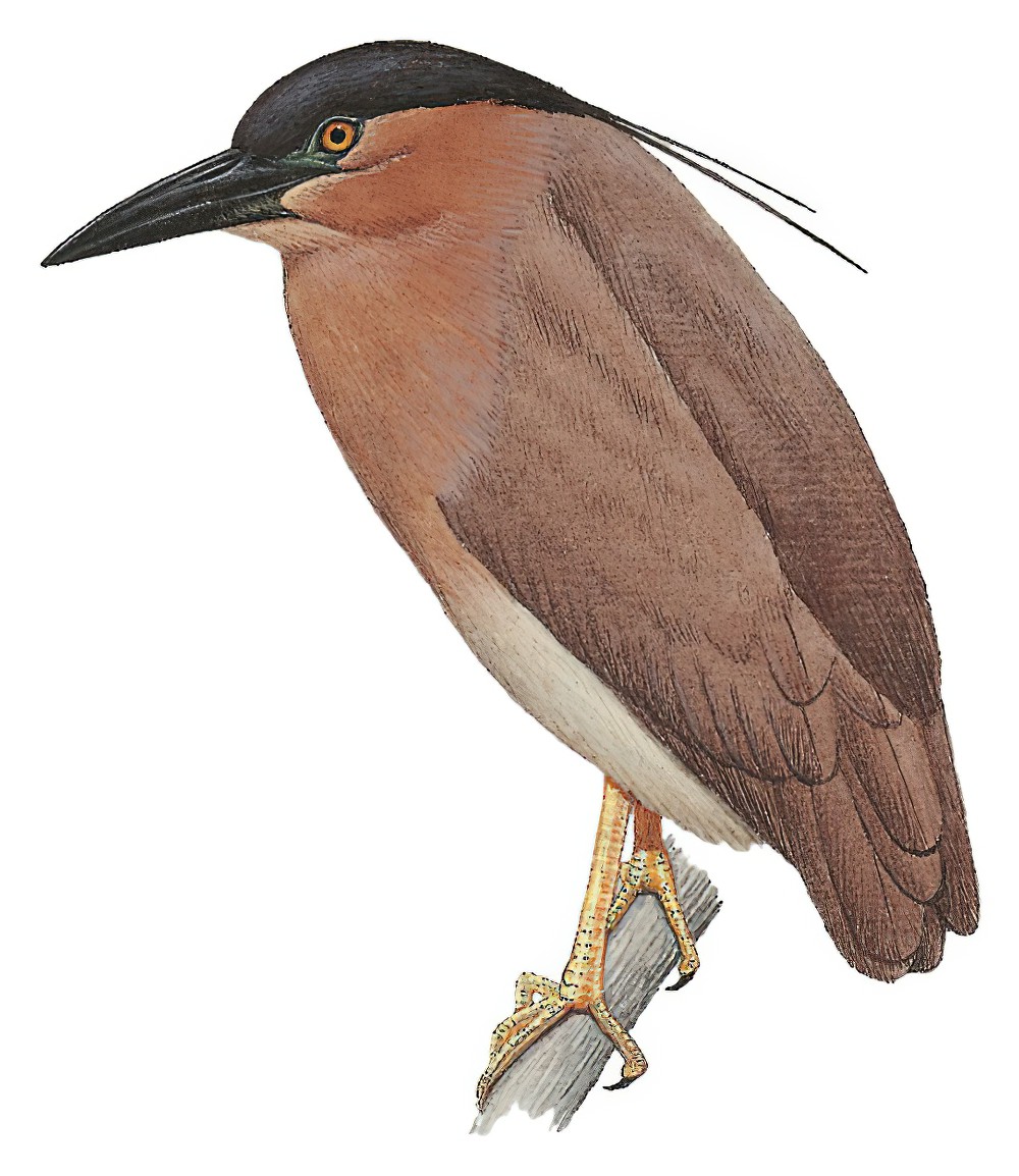 Rufous Night-Heron / Nycticorax caledonicus