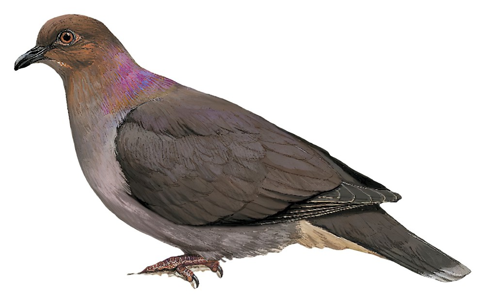 Mindanao Brown-Dove / Phapitreron brunneiceps