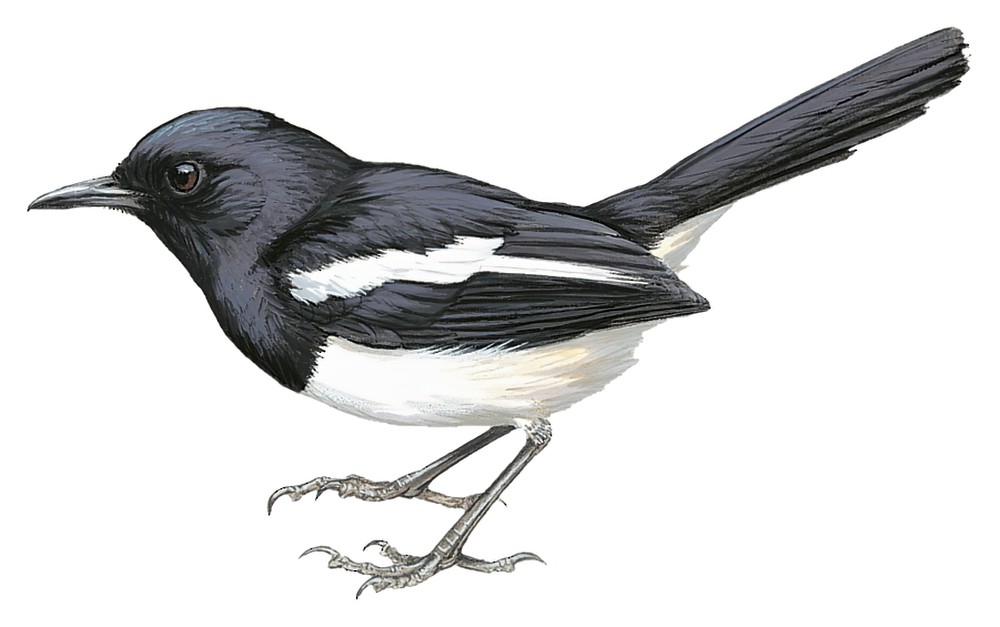 Philippine Magpie-Robin / Copsychus mindanensis