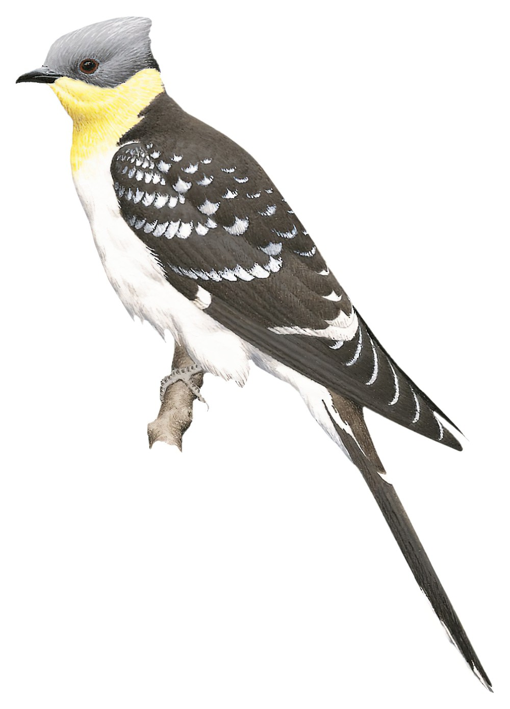 Great Spotted Cuckoo / Clamator glandarius