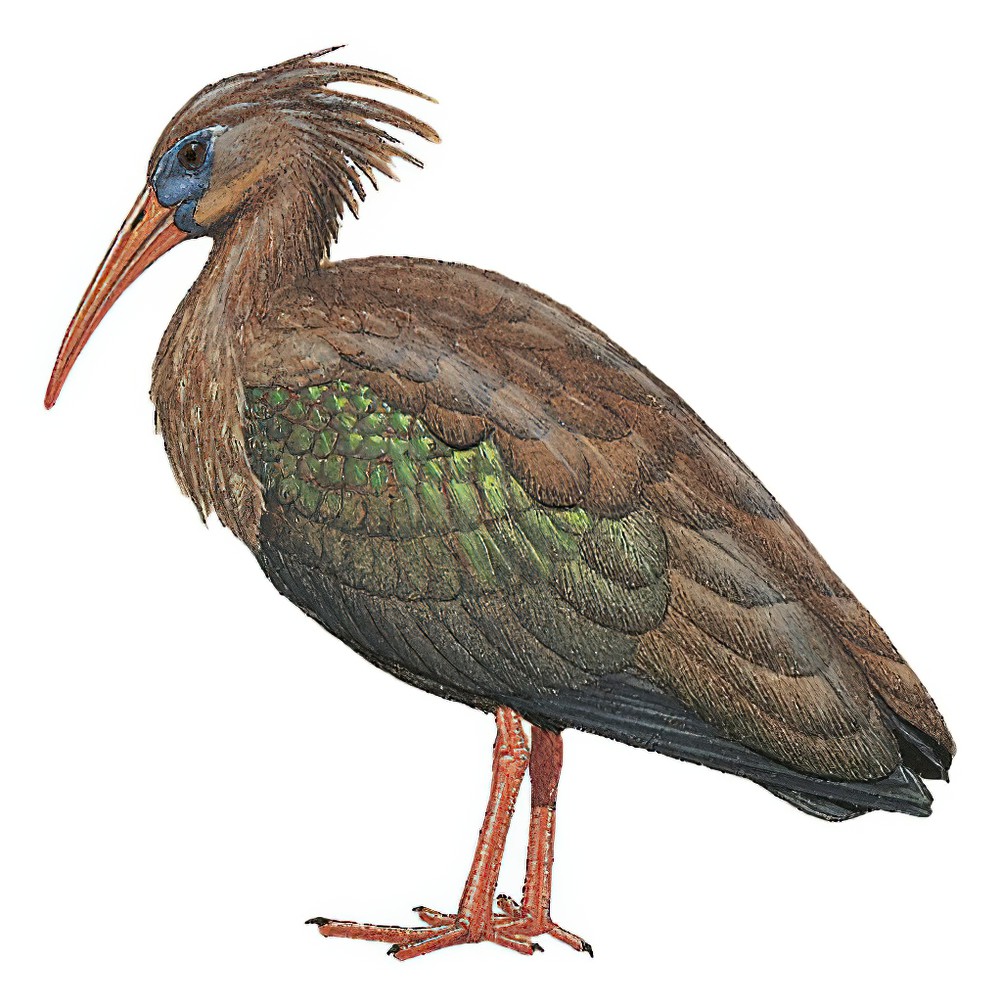 Sao Tome Ibis / Bostrychia bocagei