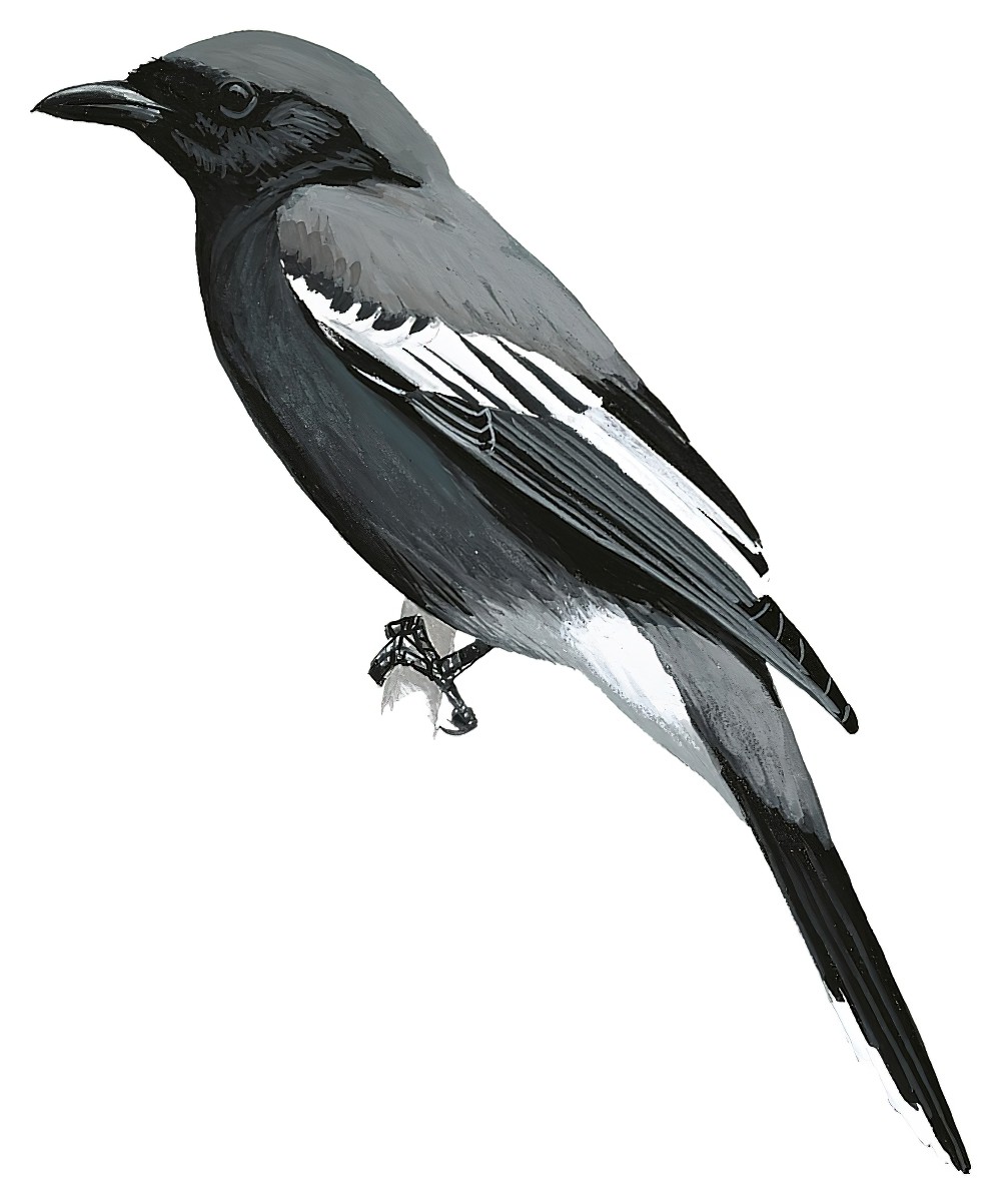 White-winged Cuckooshrike / Analisoma ostenta