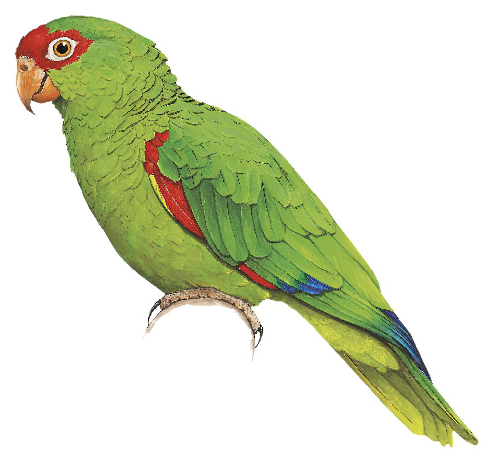 Red-spectacled Parrot / Amazona pretrei