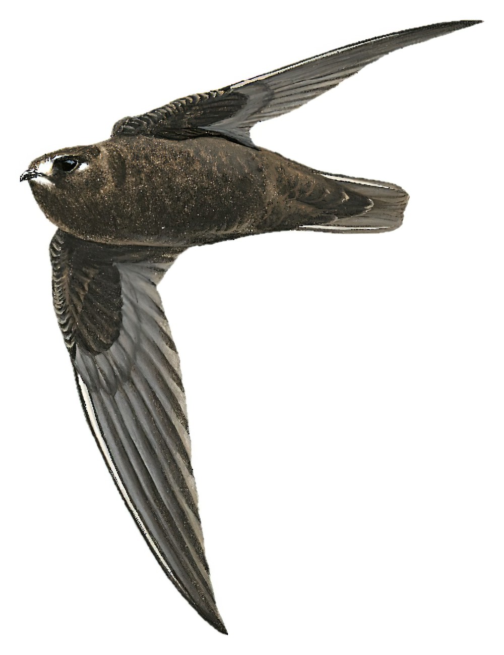 Spot-fronted Swift / Cypseloides cherriei