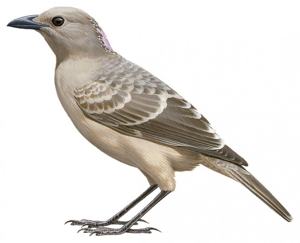 Great Bowerbird / Chlamydera nuchalis