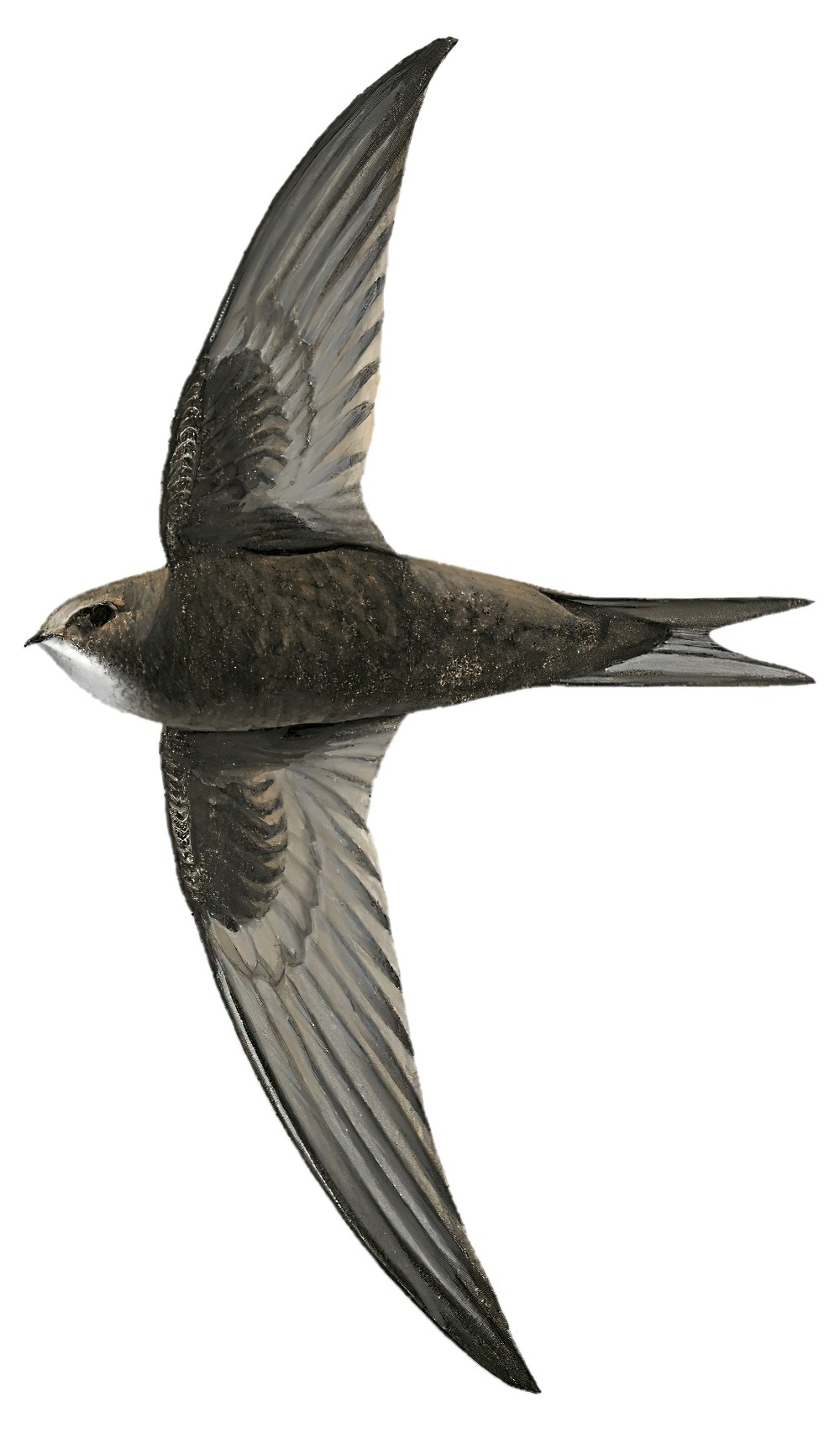 Common Swift / Apus apus