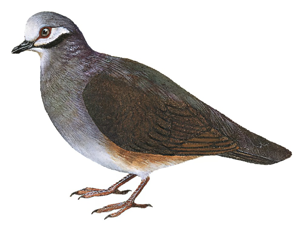 Olive-backed Quail-Dove / Leptotrygon veraguensis