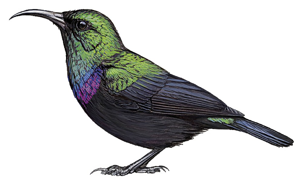 Violet-breasted Sunbird / Cinnyris chalcomelas