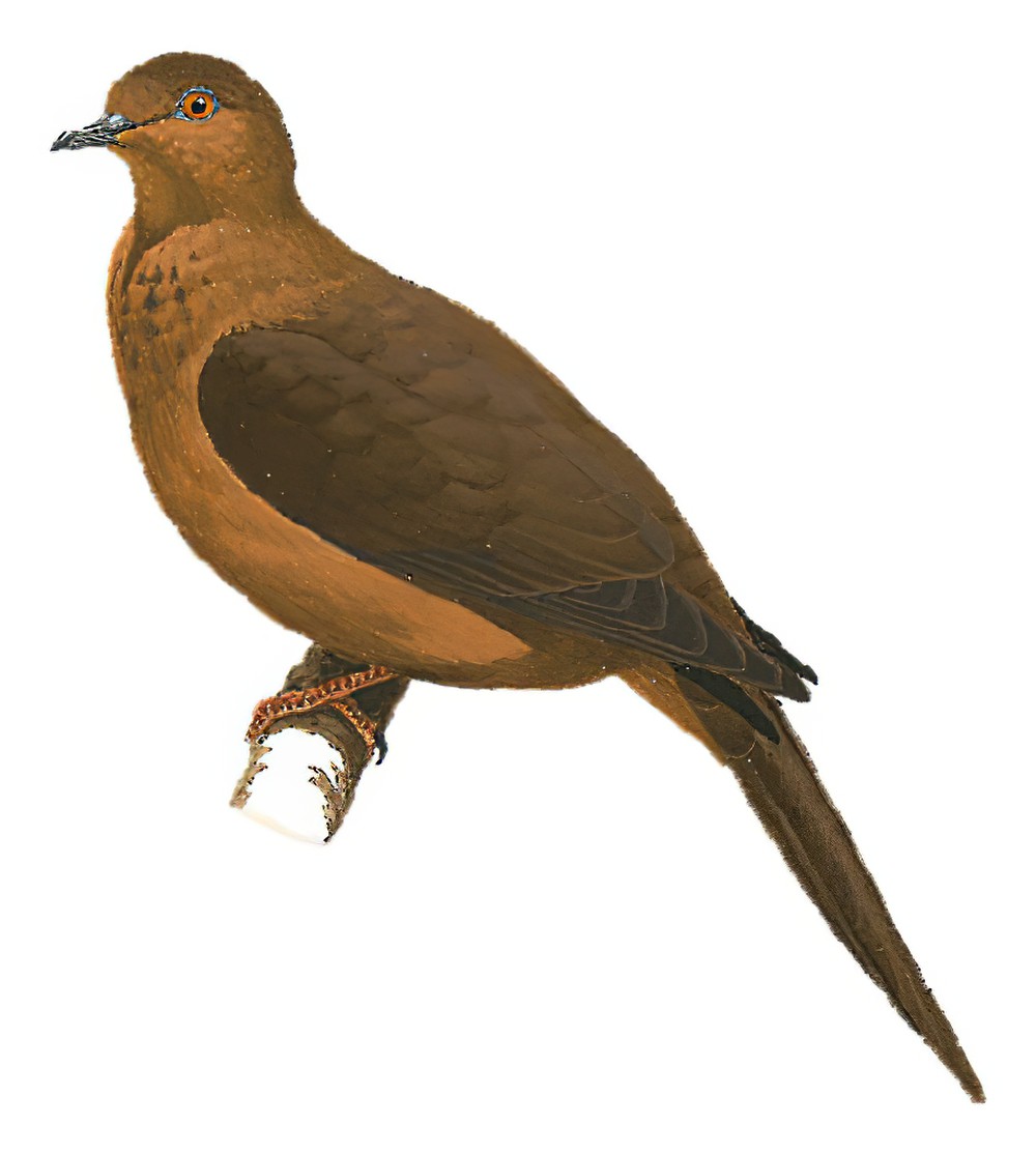 Mackinlay\'s Cuckoo-Dove / Macropygia mackinlayi
