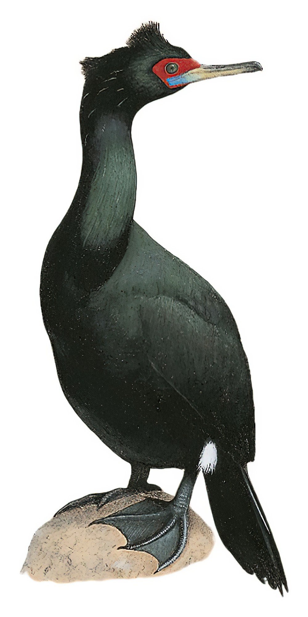 Red-faced Cormorant / Phalacrocorax urile