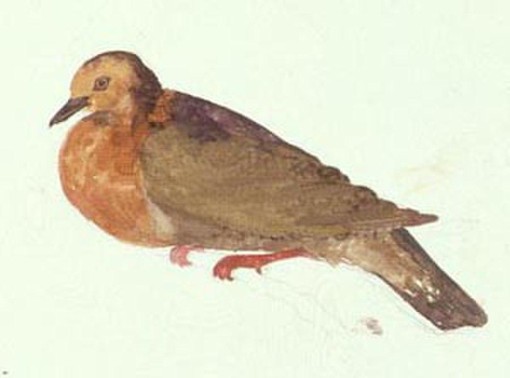 Tanna Ground Dove / Alopecoenas ferrugineus