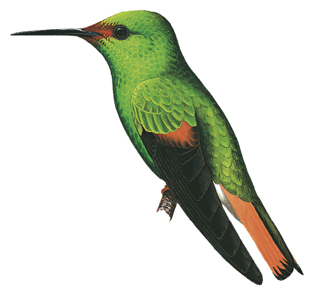Pirre Hummingbird / Goethalsia bella