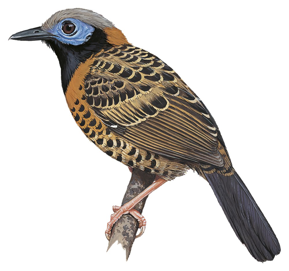 Ocellated Antbird / Phaenostictus mcleannani