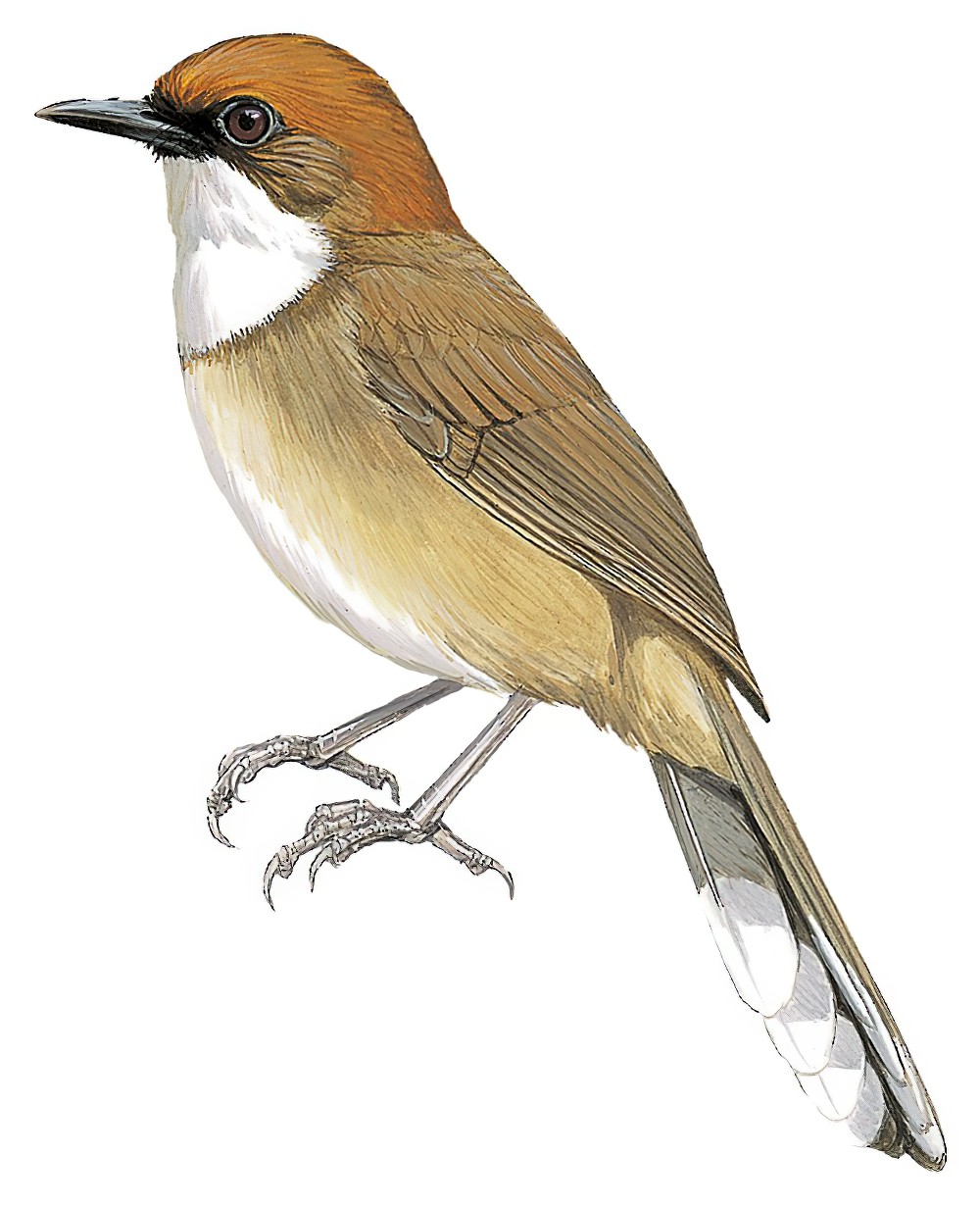 Rufous-crowned Laughingthrush / Ianthocincla ruficeps