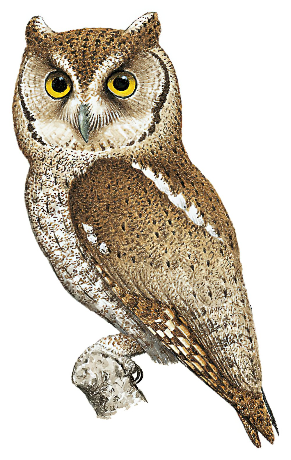 Pacific Screech-Owl / Megascops cooperi