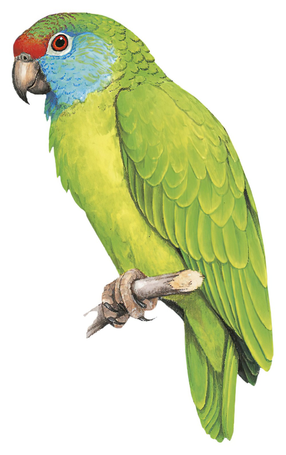 Festive Parrot / Amazona festiva