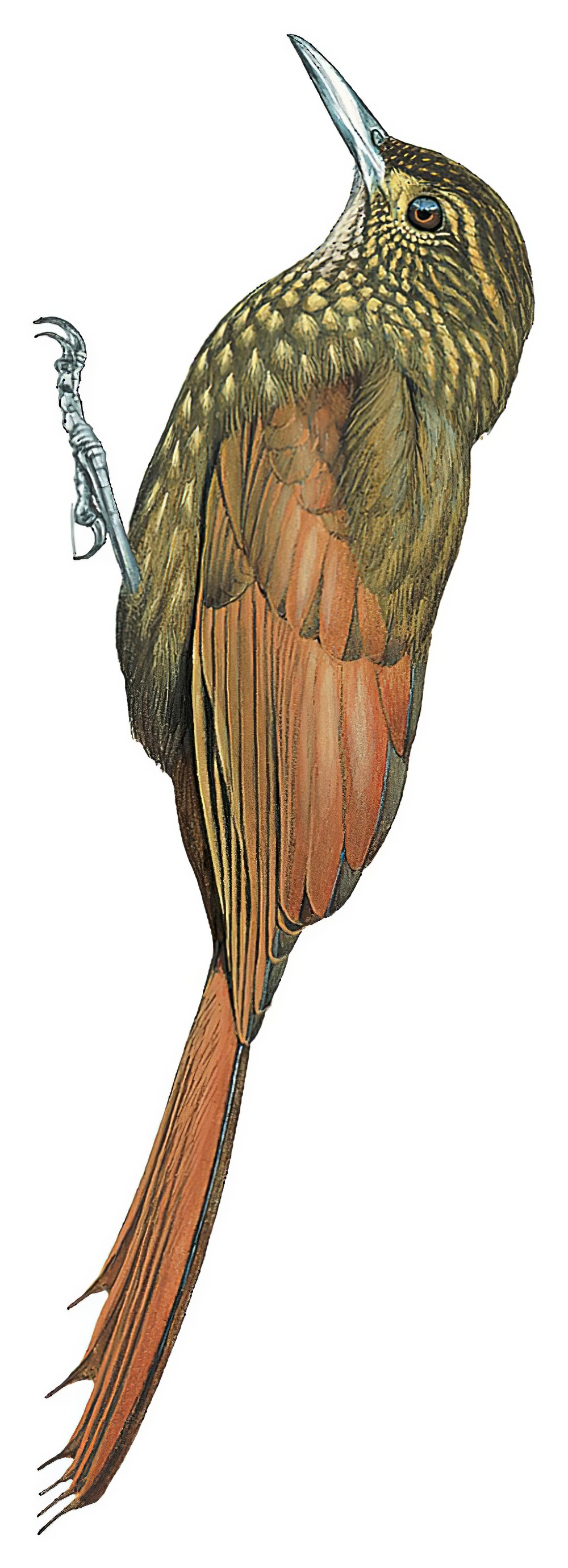 Long-tailed Woodcreeper / Deconychura longicauda