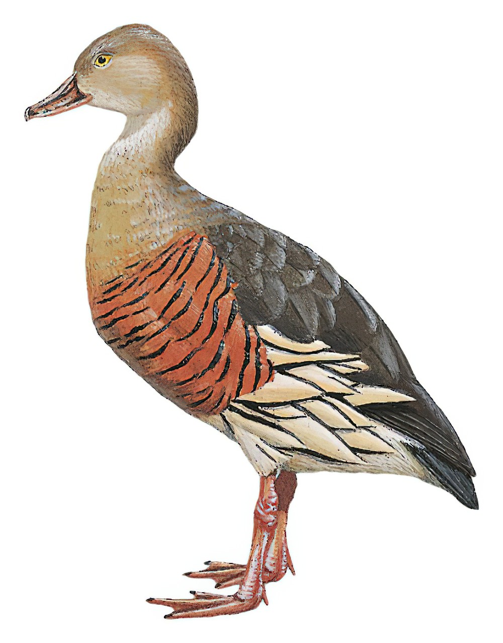 Plumed Whistling-Duck / Dendrocygna eytoni