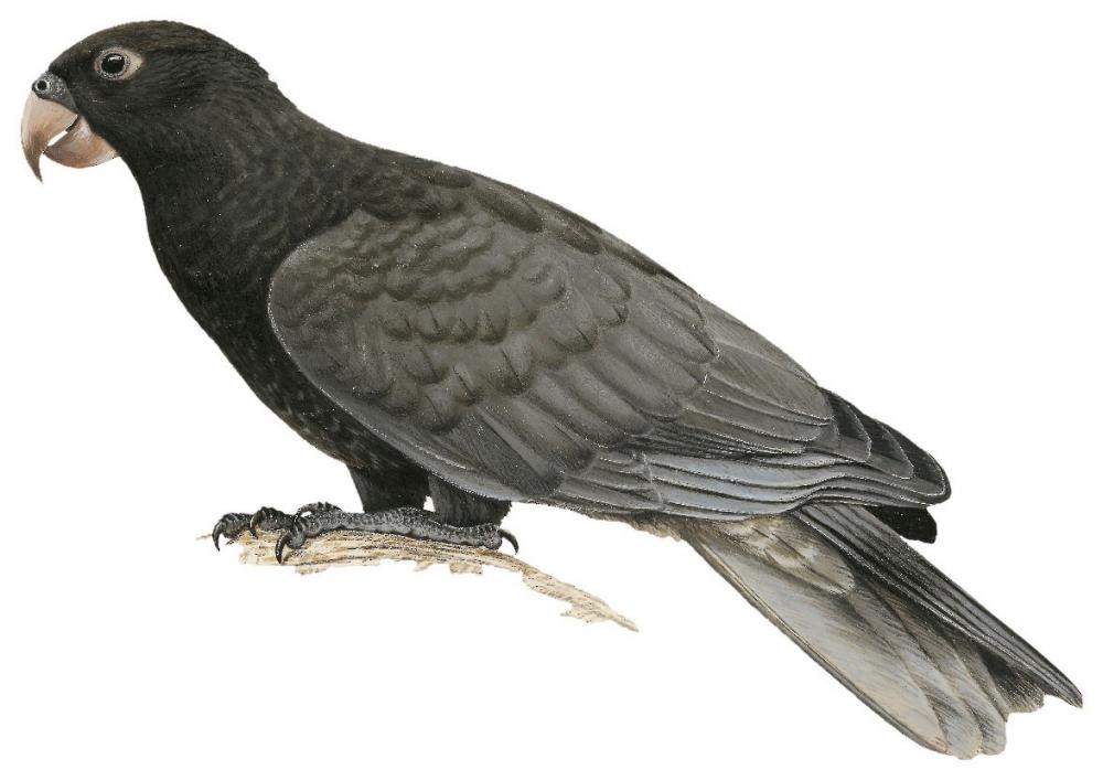 Greater Vasa Parrot / Coracopsis vasa