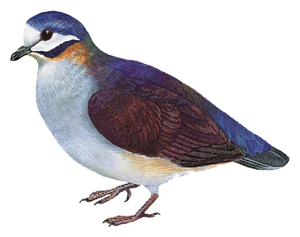 Purple Quail-Dove / Geotrygon purpurata