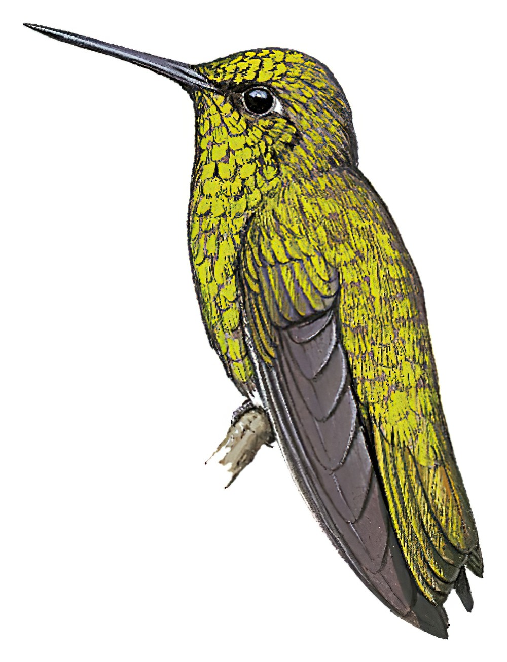 Short-tailed Emerald / Chlorostilbon poortmani