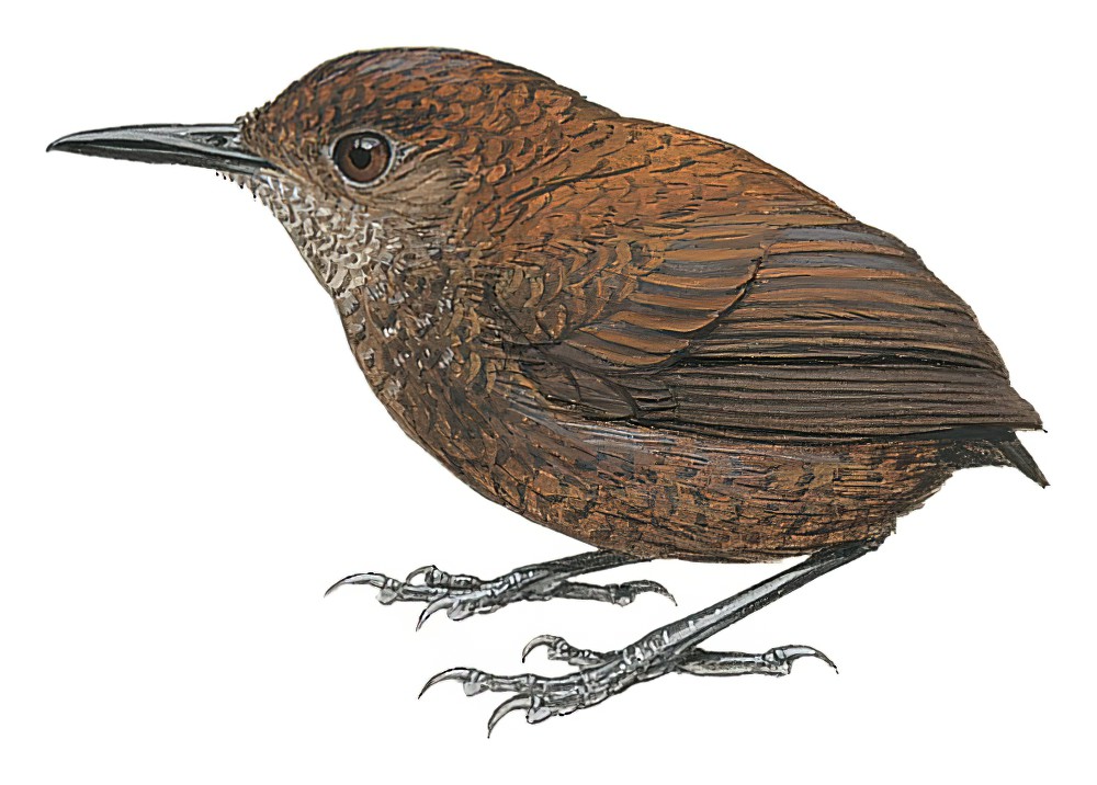 Nightingale Wren / Microcerculus philomela