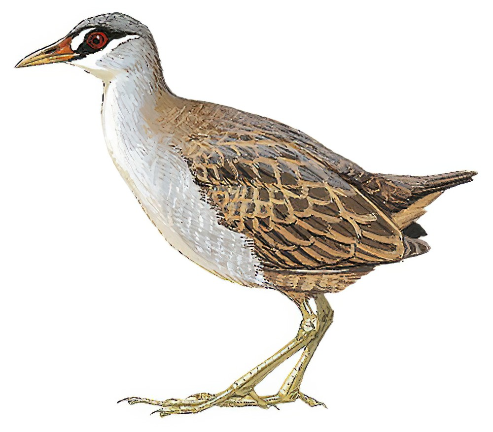 White-browed Crake / Amaurornis cinerea