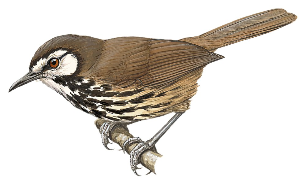 Panay Striped-Babbler / Zosterornis latistriatus